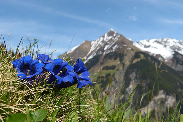 Wandern im Zillertal